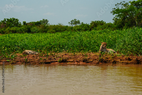 Two jaguars resting together on muddy Pantanal riverbank
