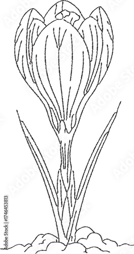 Crocus flower emerging from soil with slender leaves