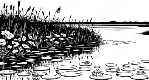 Vector sketch of waterlilies on the swamp or river, landscape with water plants silhouettes by the water's edge.