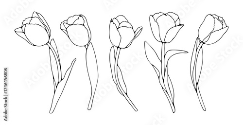 Tulip flower sketch isolated on white background. Hand-drawn tulip outlines for coloring books, cards, and presentations.