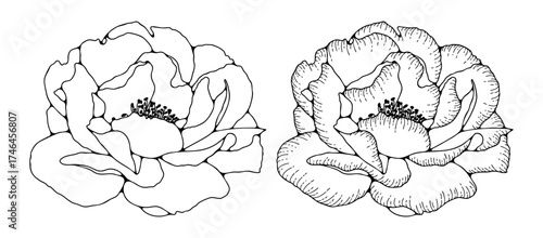 Hand drawn sketch of a lush Bulgarian rose flower isolated on a white background