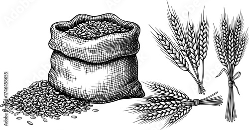Wheat sketch. Vector set with grain in a jute sack and wheat ears. Illustration of a bunch of spikelet's, a sheaf of wheat. Engraved style.
