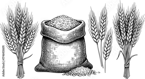 Wheat sketch. Vector set with grain in a jute sack and wheat ears. Illustration of a bunch of spikelet's, a sheaf of wheat. Engraved style.