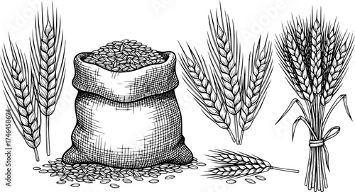 Wheat sketch. Vector set with grain in a jute sack and wheat ears. Illustration of a bunch of spikelet's, a sheaf of wheat. Engraved style.