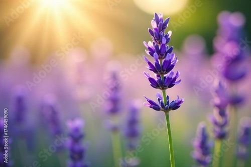 Wallpaper Mural Tranquil Lavender Blossoms in Soft Sunlight A Serene Image for Meditation, Yoga, and Wellness Torontodigital.ca