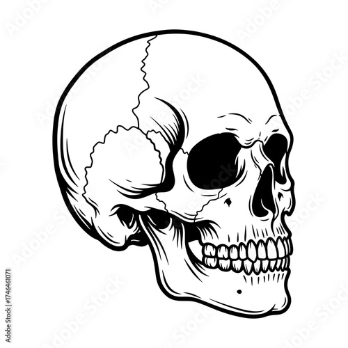 Anatomical illustration of a human skull with detailed bone structure and teeth in black and white style