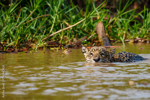 Jaguar swimming with head above surface in Pantanal backwater