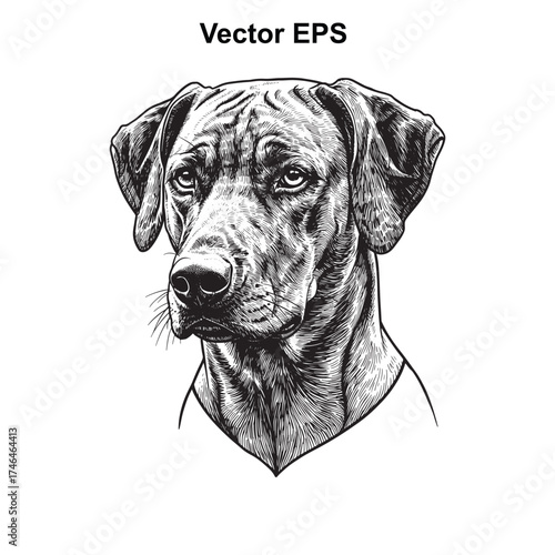 Vector art of rhodesian ridgeback dog head portrait