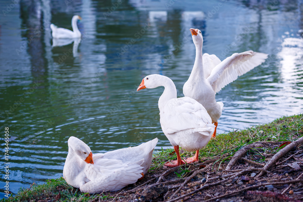 Obraz premium white geese resting and flapping their wings beside the moat, their reflections shimmering on the calm water under soft daylight, capturing a peaceful moment of urban wildlife in chiang mai.