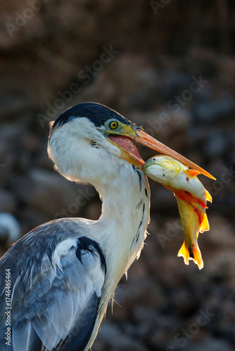 Cocoi heron gripping golden fish in beak at Pantanal river