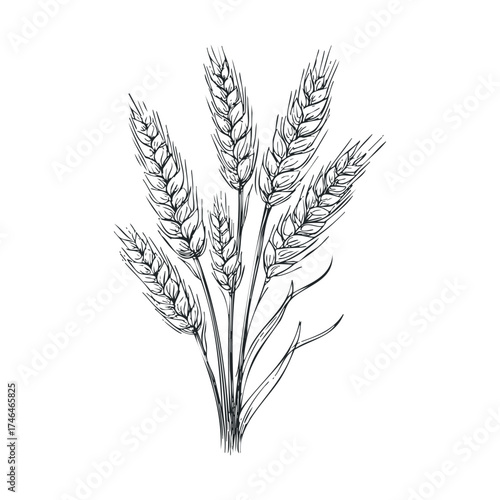 Wheat stalks in hand drawn style for nature themed design. Vector illustration