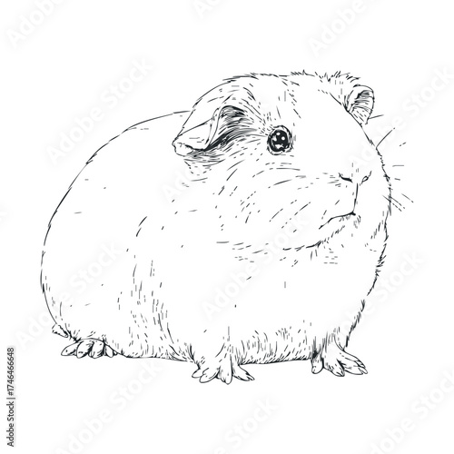 Cute guinea pig sketch for illustrations or educational use. Vector illustration