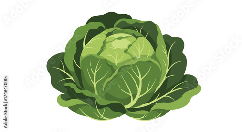 A fresh green cabbage a healthy and versatile vegetable for cooking.