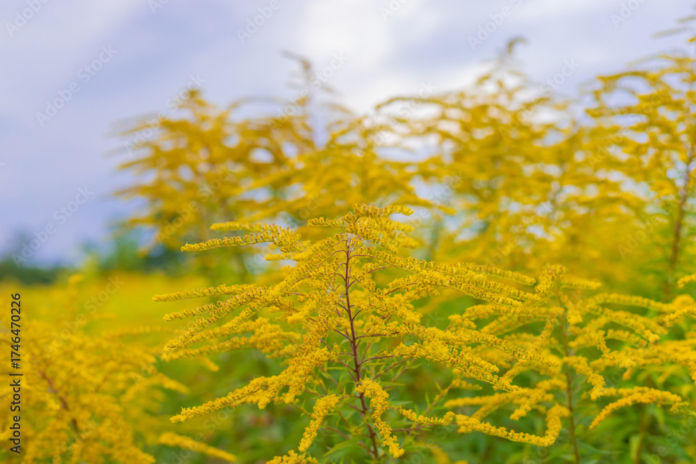Obraz premium Ragweed growing in a field. Selective focus.