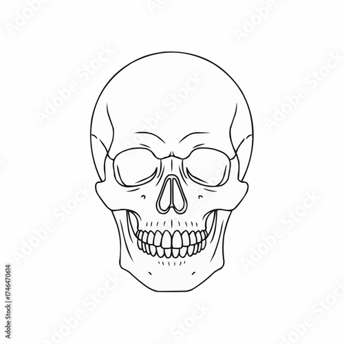 Detailed skull artwork with clean lines, perfect for tattoo designs or edgy illustrations, offering a modern take on mortality and human anatomy