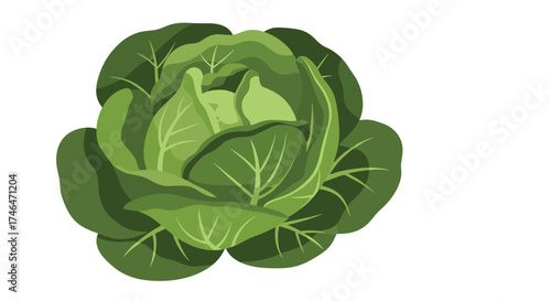 A fresh green cabbage with healthy leaves is a versatile vegetable.
