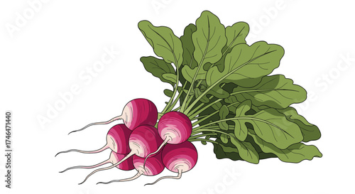 A bunch of vibrant red radishes with leafy green tops.