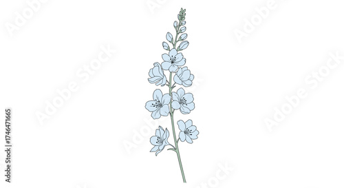 A delicate stalk of pale blue flowers stands tall with many small blossoms.