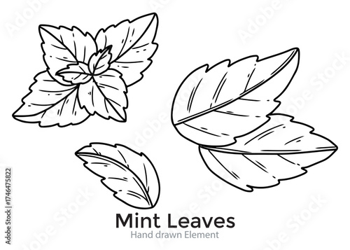 Hand-drawn illustration featuring three clusters of mint leaves in black and white, showcasing their detailed veins and textured edges.