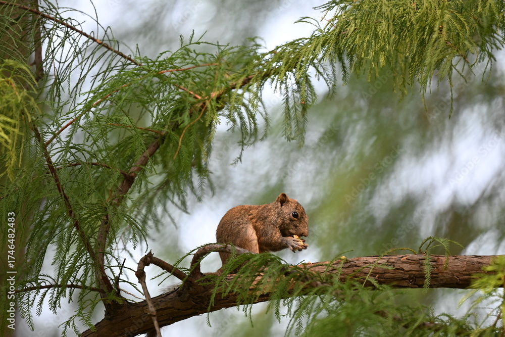 Obraz premium Squirrel on a Pine Tree