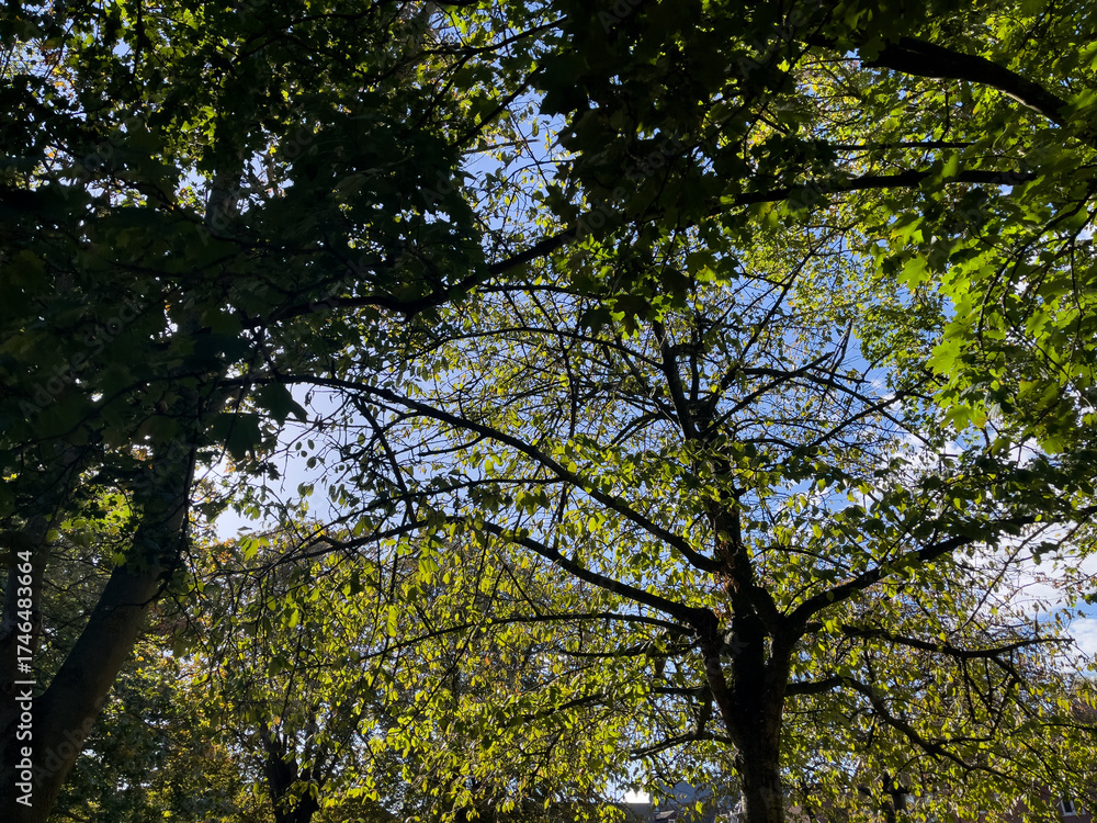 Obraz premium canopy of vibrant green leaves creates a patchwork dome against the bright blue sky, with the silhouettes of dark tree trunks and branches framing the natural, sunlit vista from below.