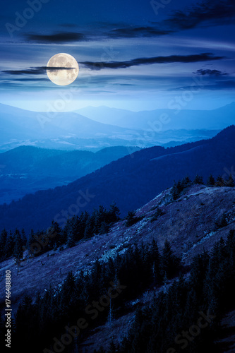fir trees on a meadow down the hill at night. coniferous forest in mountains in full moon light. steep hillside in early autumn darkness © Pellinni