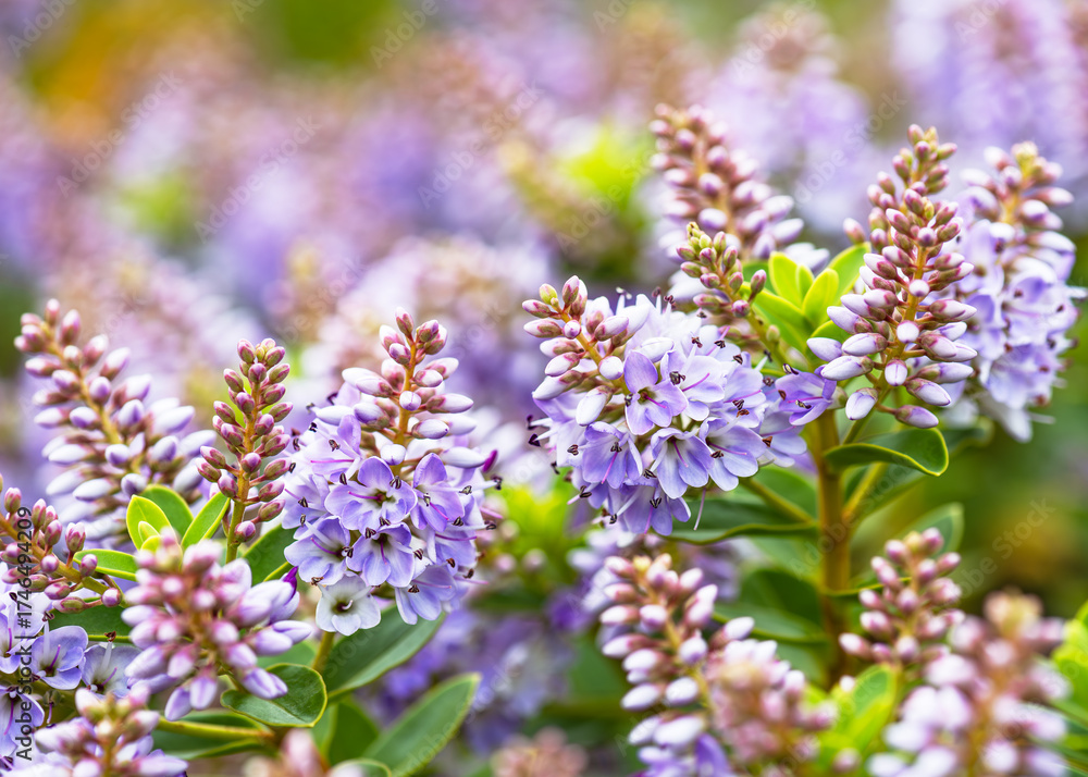 Obraz premium Beautiful blooming of Veronica plant (Hebe andersonii) with delicate purple and lavender flowers. Evergreen garden shrub with lush green foliage. Gardening concept.