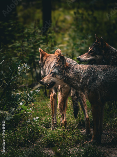 Canvas Print Wolf in the forest, wild animals