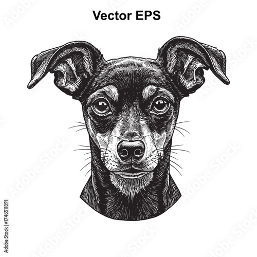Vector art of miniature pinscher dog head portrait, sketch style