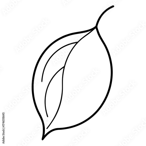 vector illustration of a leaf