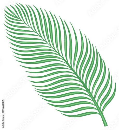 Isolated tropical green palm leaf frond vector illustration