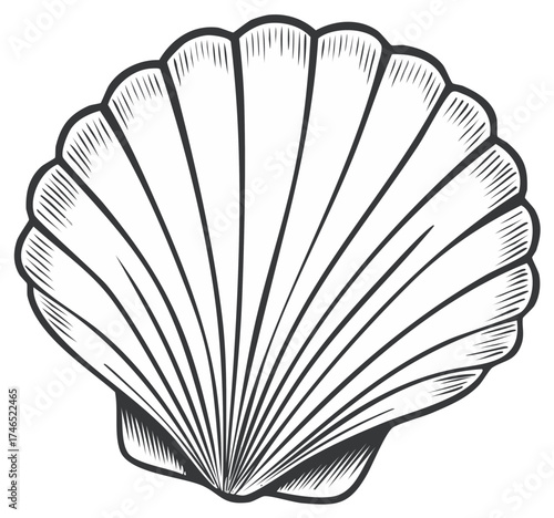 Elegant Seashell Illustration with Delicate Lines  Marine Theme