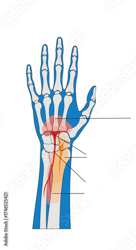 Understanding the anatomy of the human wrist joint and its associated tendons and ligaments.