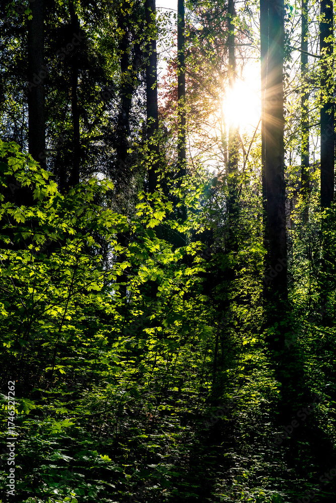 Obraz premium Bright Sunburst Through Lush Green Forest Canopy