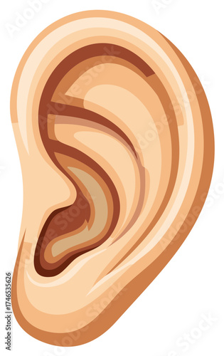 Stylized Illustration of Human Ear Anatomy with Tan and Brown Tones For Medical Use
