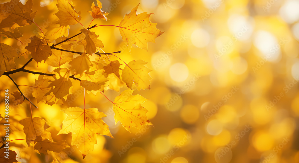 Obraz premium autumn leaves on the tree