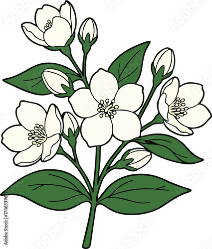 Jasmine Flower Bouquet Vector – Hand Drawn Floral Illustration with Leaves and Buds