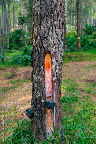 Pine trees are being sap extracted