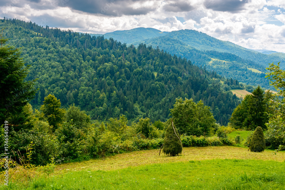 Fototapeta premium rural mountain in summer. field on the hill with cloudy sky. beautiful view of a rolling countryside landscape of ukraine. green grass and lush forest. nature scenery in dramatic weather