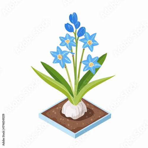 Blue scilla flower bulb in soil