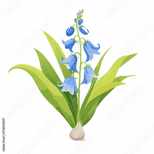 Bluebell flower with green leaves and bulb with transparent background