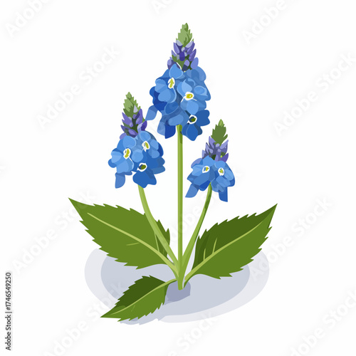 Blue veronica flowers with green leaves