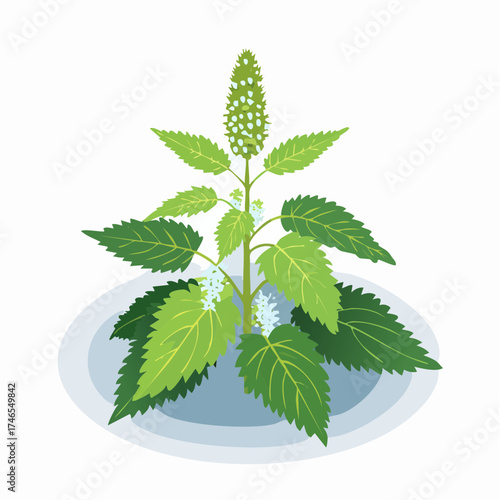 Mint plant with flowering spikes and leaves
