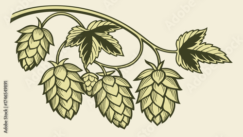 Vintage illustration of hops plant beer brewing ingredient botanical drawing hop cones hop leaves herbal design hand-drawn style nature illustration green color scheme organic element b.