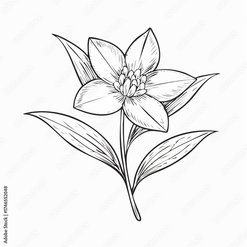 Fototapeta premium Single flower with leaves in outline style