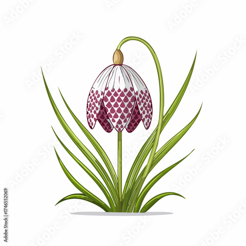 Snake's head fritillary flower with transparent background