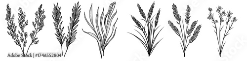 Isolated on white, a seamless grass border silhouette and a set of tuft lines are presented as nature elements for designing lawns or meadows, and are part of a collection of black plant borders for