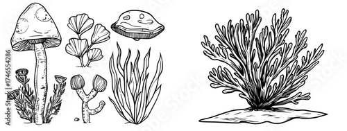 Aquarium corals and seaweed are depicted in a marine ocean coral flora setting with decor underwater seaweeds and various water plants in a cartoon modern set