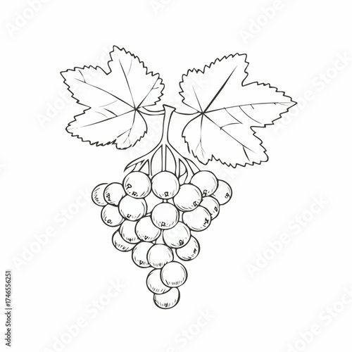 Detailed line art illustration of grapes with leaves perfect for coloring books