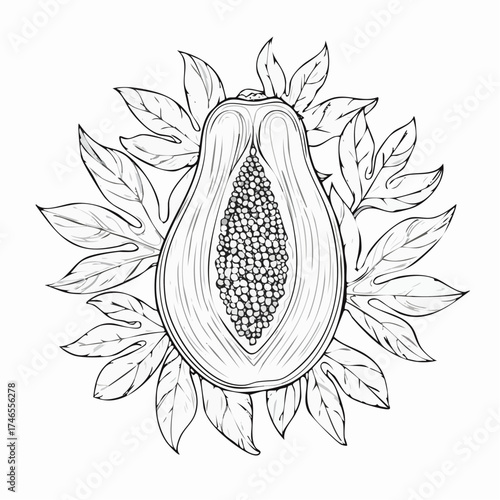 Detailed line art illustration of a papaya cut in half surrounded by papaya leaves